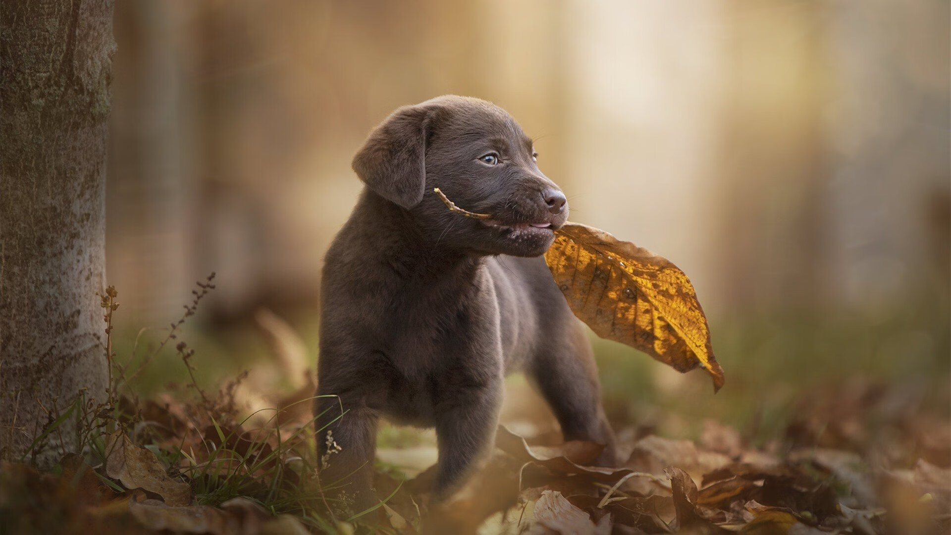 总决赛G7，卢卡库被犯规次数多于库里，一场错位时空的梦幻救赎