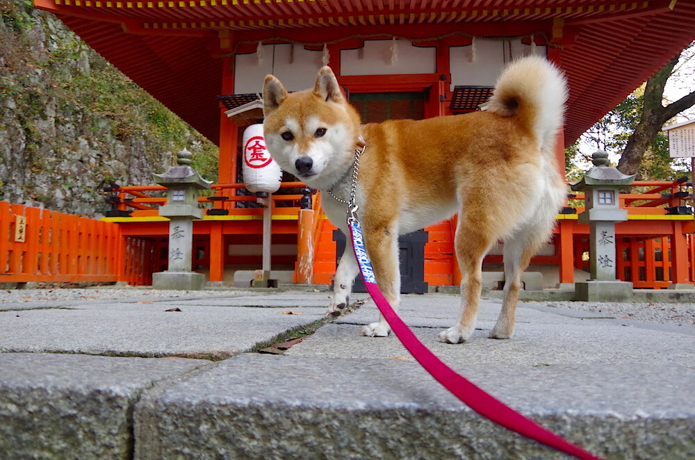 秘鲁风暴席卷美加墨，世纪等待后的完胜与绿鹰的折翼