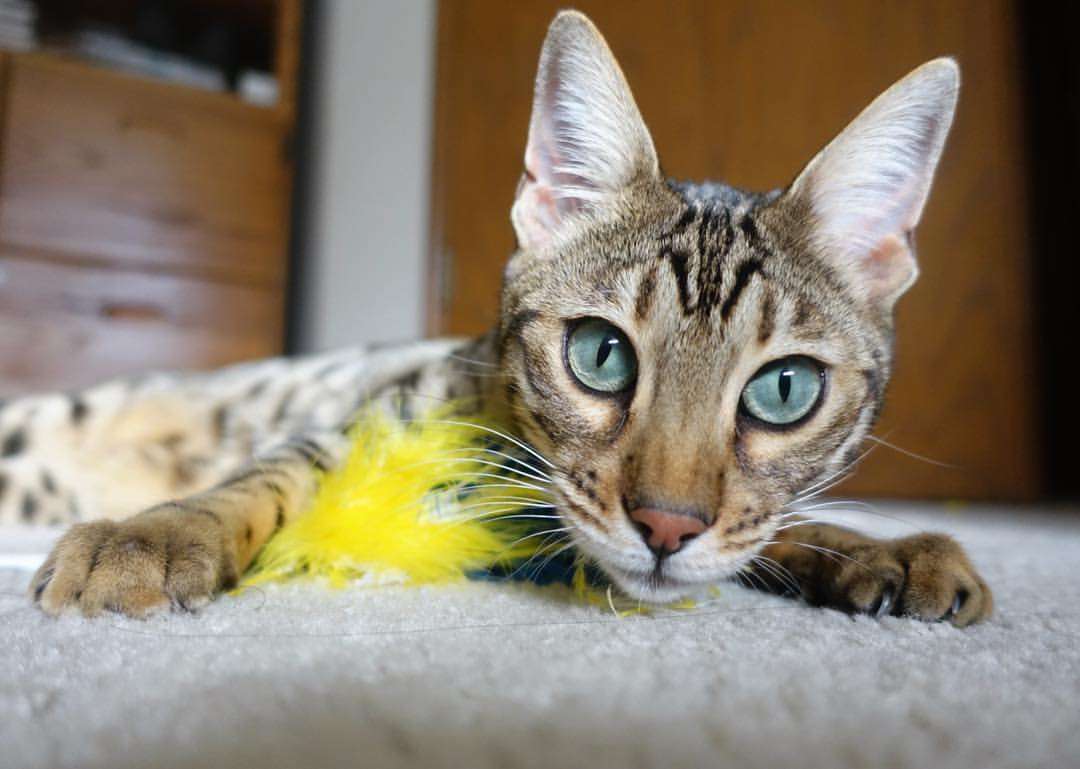 跨洲际对决引爆眼球!塔图姆加时致命一击助篮网险胜吉林