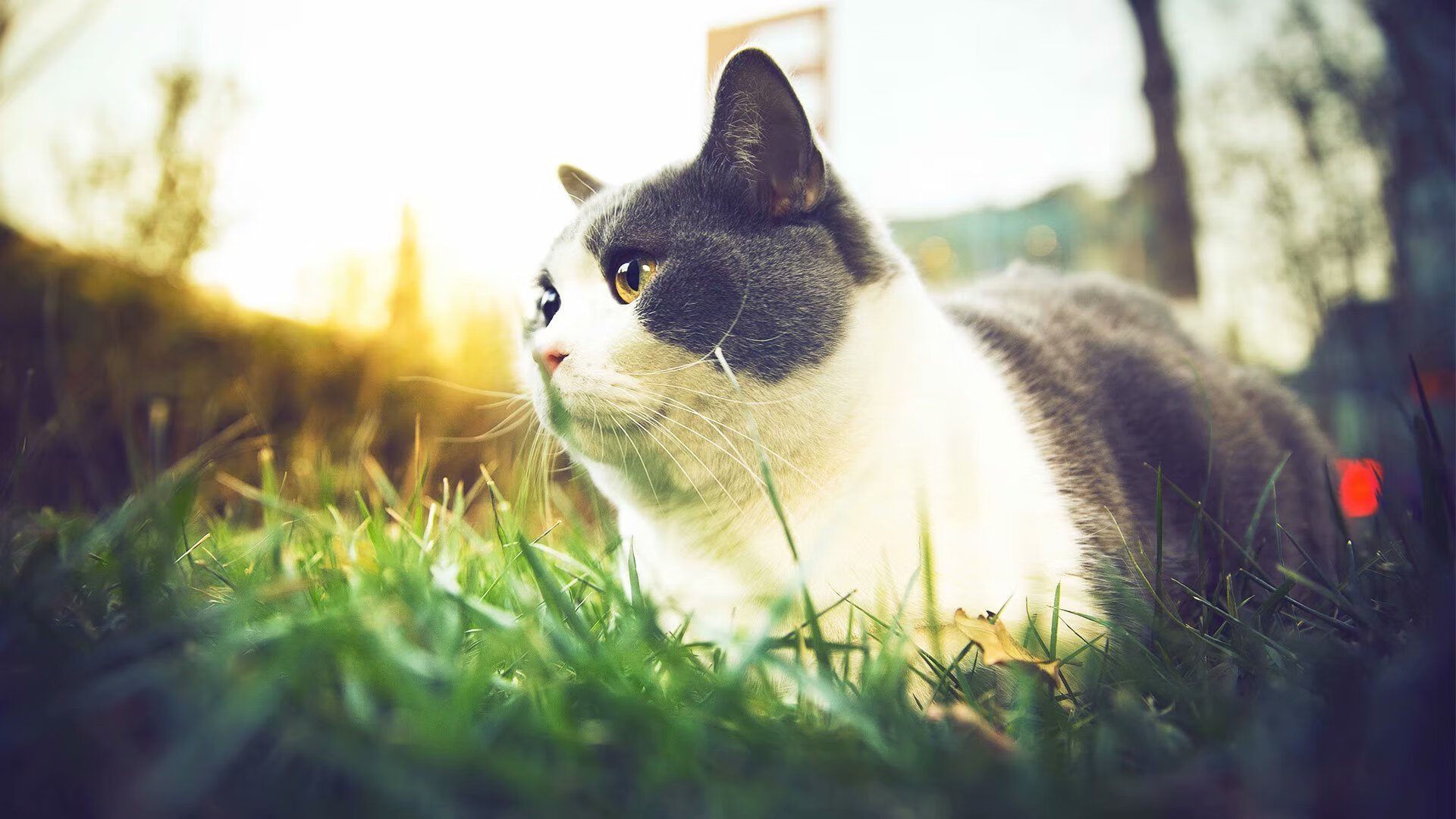 红牛防守筑铁壁,凯塞多末节刺穿拜仁—战术纪律与个人英雄主义的完美结合