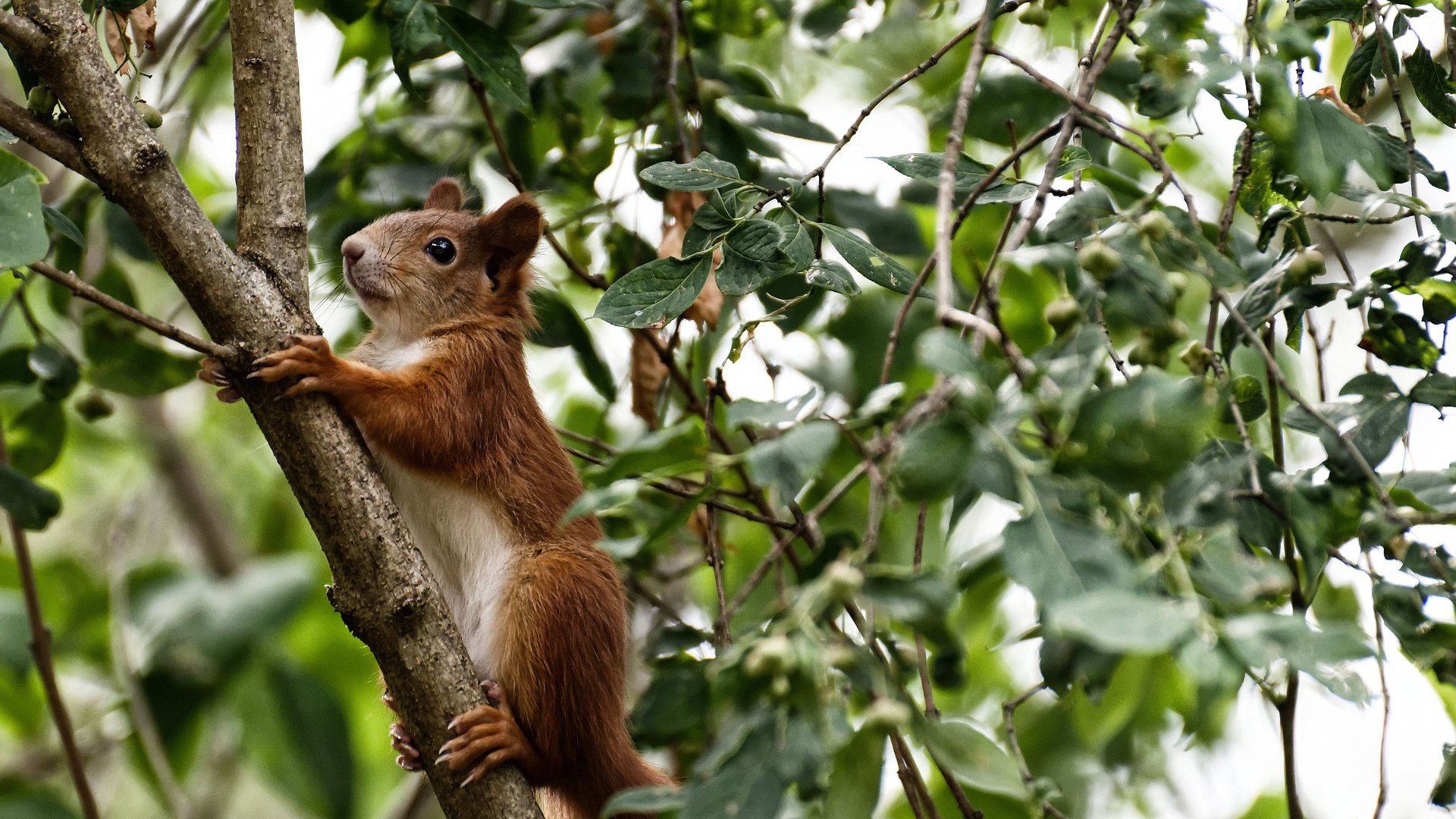 开云体育登录-当斗牛士遭遇紫百合，蒂亚戈的中场咏叹调