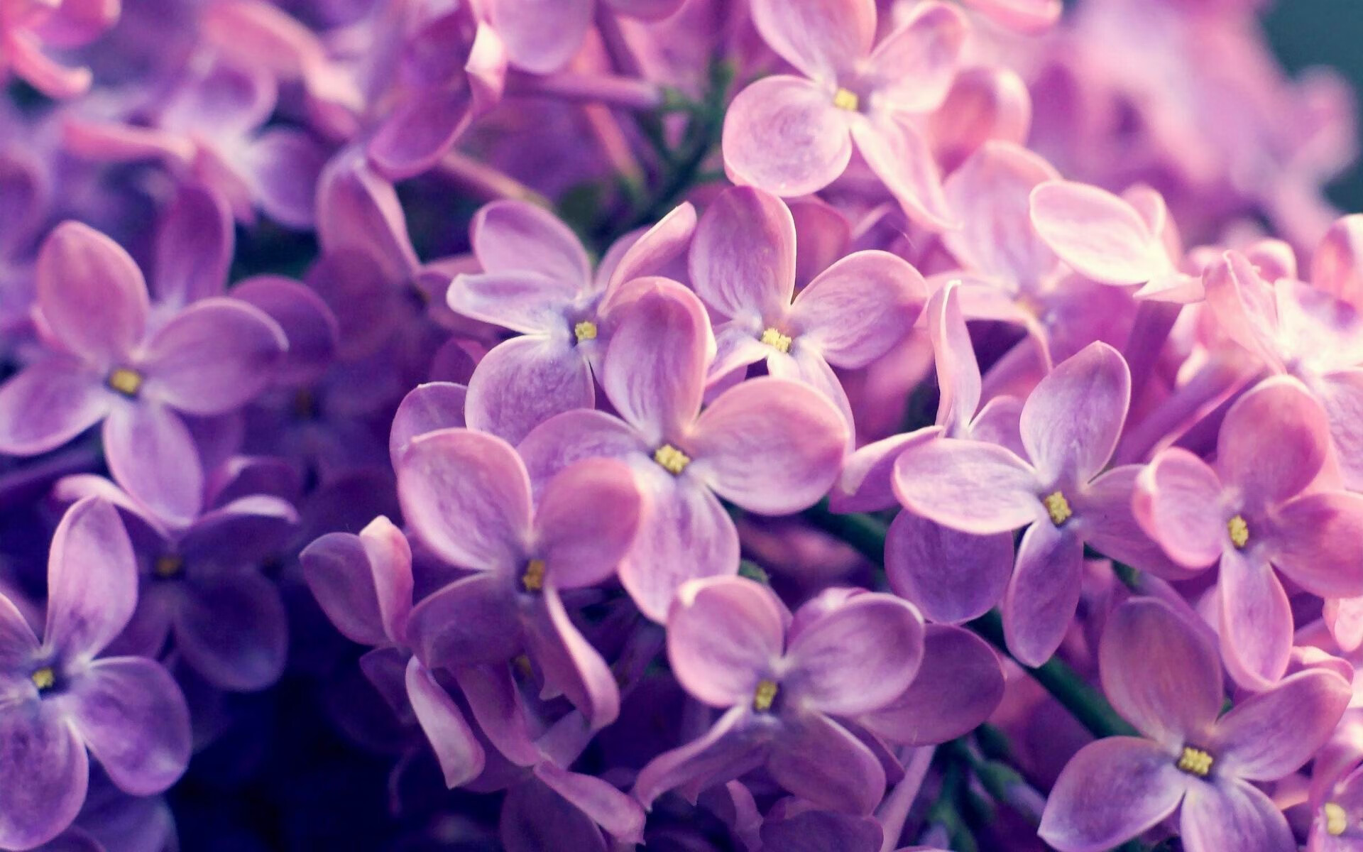 霍勒迪独奏广厦凯歌，个人能力诠释团队胜利，力克步行者