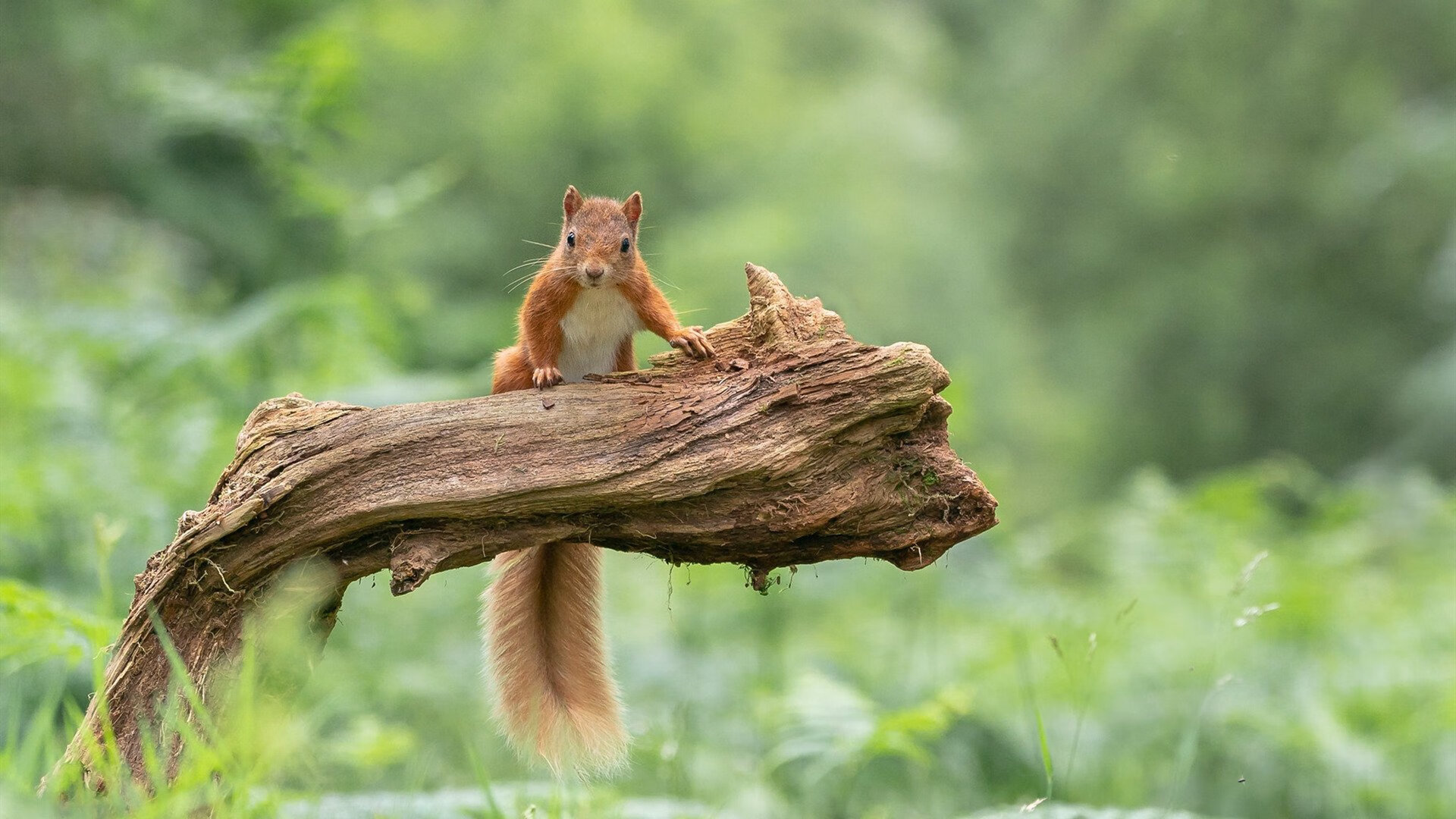 当英超争冠如约基奇打球，于无声处听惊雷