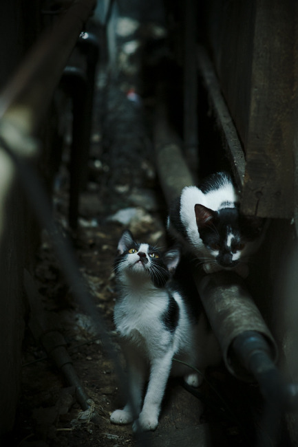 星火燎原,杜兰特单骑救主与雄鹿铁血突围的启示