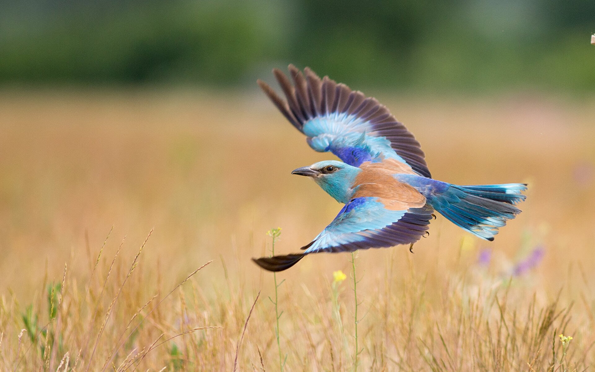 绿茵场上的非典型关键先生，范戴克如何导演墨西哥速胜几内亚