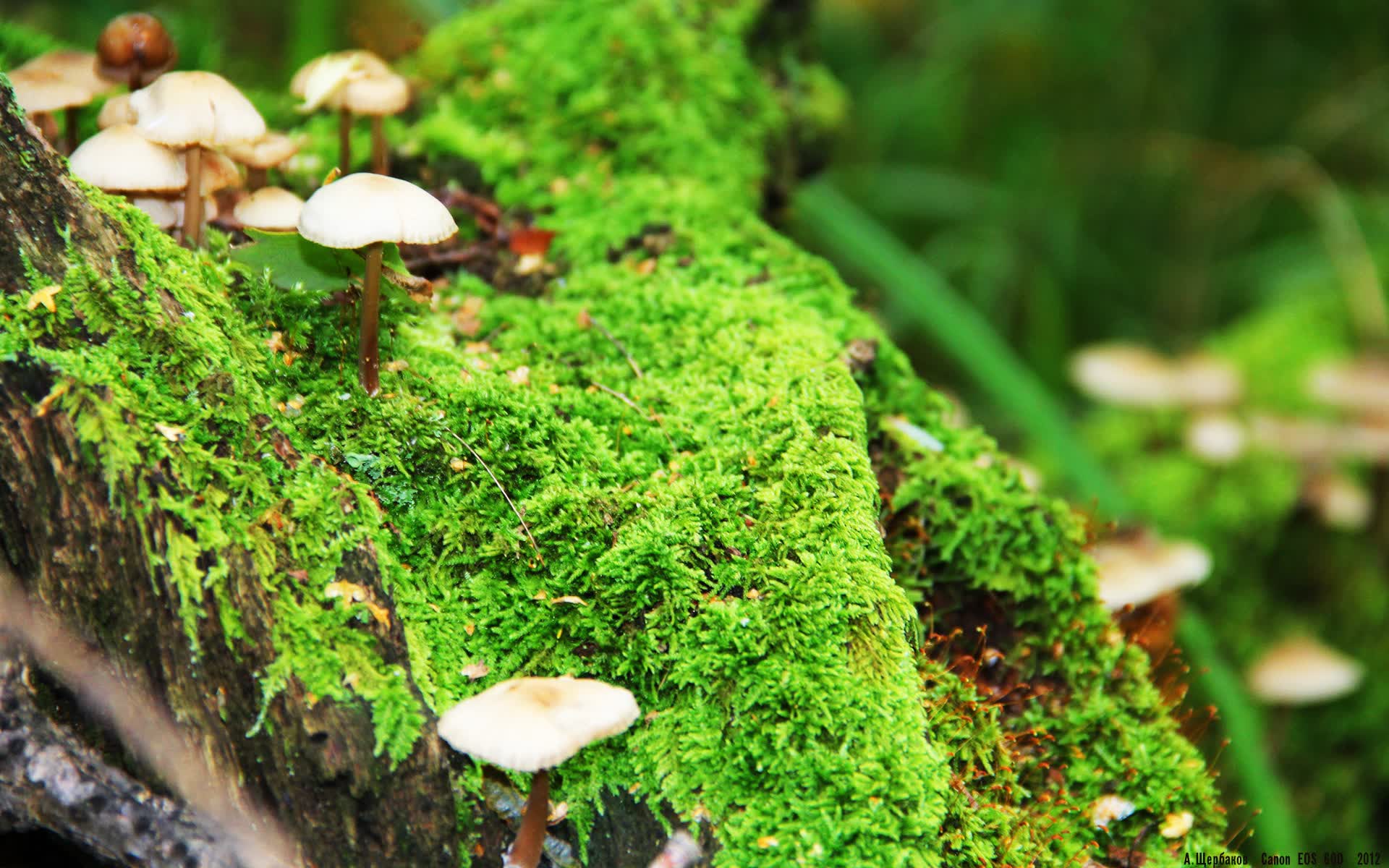 开云体育APP下载-枫叶之血与冷峻神锋，当加拿大的史诗逆转，写下世界杯最冷冽的童话
